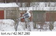 The common gull or sea mew Larus canus is a medium-sized gull that breeds in the Palearctic. Two adult gulls in the spring during mating season. Birds sit on a street lamp. Snow in the winter city. Стоковое видео, видеограф Юлия Петровская / Фотобанк Лори