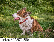 Dog Welsh Corgi posing outdoors/ Собака породы вельш-корги на зеленой траве. Стоковое фото, фотограф Iva Noel / Фотобанк Лори