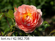 Роза Леди оф Шалотт (Lady of Shalott) в парке Меньшиковского дворца (2023 год). Стоковое фото, фотограф Елизавета Николаенко / Фотобанк Лори