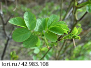 Young rosehip leaves in early spring. Стоковое фото, фотограф Володина Ольга / Фотобанк Лори