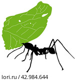 Leaf cutter ant. Стоковая иллюстрация, иллюстратор Любовь Назарова / Фотобанк Лори