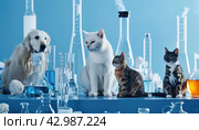 A dog and two cats, small to mediumsized felidae, sit on a lab table. Стоковое AI-изображение, AI-художник Юрий Поздников / Фотобанк Лори