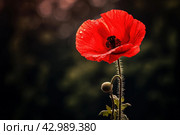Red poppy flower. Generate Ai. Стоковое AI-изображение, AI-художник Иван Рябоконь / Фотобанк Лори