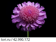 Purple scabious flower. Generate ai. Стоковое AI-изображение, AI-художник Иван Рябоконь / Фотобанк Лори