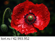 Vibrant Red poppy flower. Generate Ai. Стоковое AI-изображение, AI-художник Иван Рябоконь / Фотобанк Лори