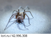 The house spider Tegenaria domestica is a species of spider from the funnel web family (Agelenidae), a close relative of the American house spider Tegenaria agrestis. Стоковое фото, фотограф Evgenii Predibailo / Фотобанк Лори