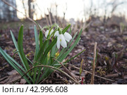 Galanthus, or snowdrop, is a small genus of bulbous perennial herbaceous plants in the family Amaryllidaceae. The plants have two linear leaves and a single small white drooping bell-shaped flower. Стоковое фото, фотограф Юлия Петровская / Фотобанк Лори