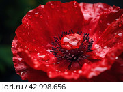 Charming Red poppy flower. Generate Ai. Стоковое AI-изображение, AI-художник Иван Рябоконь / Фотобанк Лори