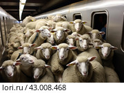 Chaotic Sheep crammed subway. Generate ai. Стоковое AI-изображение, AI-художник Иван Рябоконь / Фотобанк Лори