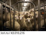Claustrophobic Sheep crammed subway. Generate ai. Стоковое AI-изображение, AI-художник Иван Рябоконь / Фотобанк Лори