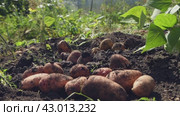 Dug up fresh potatoes on the ground. Autumn harvest of vegetable tubers. End of work concept. Стоковое видео, видеограф Дмитрий Кобзев / Фотобанк Лори