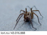 The house spider Tegenaria domestica is a species of spider from the funnel web family (Agelenidae), a close relative of the American house spider Tegenaria agrestis. Стоковое фото, фотограф Evgenii Predibailo / Фотобанк Лори