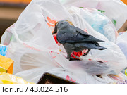 Ворона копается в не сортированном выброшенном мусоре в поисках еды. птица как источник заболеваний и вирусов. Стоковое фото, фотограф Антон Вахрушев / Фотобанк Лори