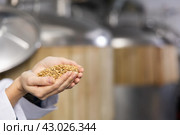 Handful of malted barley grain in hands of female brewmaster. Стоковое фото, фотограф Яков Филимонов / Фотобанк Лори