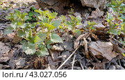 Южный Урал, побеги крапивы двудомной (Urtica dioica) ранней весной в лесу. Southern Urals, shoots of common nettle (Urtica dioica) in early spring in the forest. Стоковое фото, фотограф Евгений Романов / Фотобанк Лори