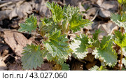 Южный Урал, побеги крапивы двудомной (Urtica dioica) ранней весной в лесу. Southern Urals, shoots of common nettle (Urtica dioica) in early spring in the forest. Стоковое фото, фотограф Евгений Романов / Фотобанк Лори