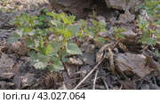Южный Урал, побеги крапивы двудомной (Urtica dioica) ранней весной в лесу. Southern Urals, shoots of common nettle (Urtica dioica) in early spring in the forest. Стоковое видео, видеограф Евгений Романов / Фотобанк Лори