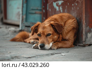 Neglected Abused dirty dog sitting outside. Generate ai. Стоковое AI-изображение, AI-художник Иван Рябоконь / Фотобанк Лори