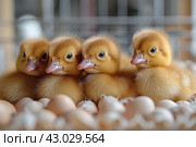 Hatching eggs in an incubator. Group of little cute newborn ducklings. Стоковое AI-изображение, AI-художник Ирина Михайличенко / Фотобанк Лори