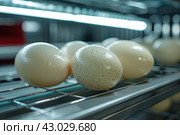 Goose eggs in an incubator. Goose egg incubation. The process of hatching from goose eggs in the incubator. Стоковое AI-изображение, AI-художник Ирина Михайличенко / Фотобанк Лори