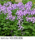 Cardamine quinquefolia, five-leaved cuckoo flower or whorled coral-root, species of flowering plant in family Brassicaceae. Стоковое фото, фотограф Валерия Попова / Фотобанк Лори