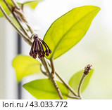 Flower buds Hoya. Стоковое фото, фотограф Любовь Назарова / Фотобанк Лори
