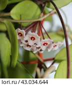 Hoya Flowers_2. Стоковое фото, фотограф Любовь Назарова / Фотобанк Лори