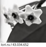 Hoya Flowers. Стоковое фото, фотограф Любовь Назарова / Фотобанк Лори