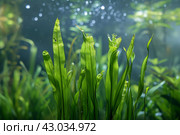 Perennial Aquatic plant vallisneria. Generate AI. Стоковое AI-изображение, AI-художник Иван Рябоконь / Фотобанк Лори
