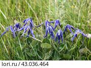 Цветущий цельнолистный клематис (Clematis integrifolia) в поле в солнечный летний день. Стоковое фото, фотограф Наталья Волкова / Фотобанк Лори