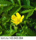 Potentilla anserina, Silverweed. Стоковое фото, фотограф Любовь Назарова / Фотобанк Лори