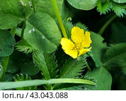 Potentilla anserina, Silverweed. Стоковое фото, фотограф Любовь Назарова / Фотобанк Лори