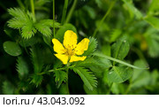 Potentilla anserina, Silverweed. Стоковое фото, фотограф Любовь Назарова / Фотобанк Лори