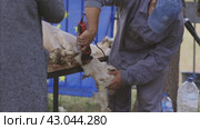 A man is cutting the hooves of a sheep. Стоковое видео, видеограф Константин Шишкин / Фотобанк Лори