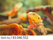 Agama is a genus of lizards from the agamidae family that lives in Africa. Стоковое фото, фотограф Evgenii Predibailo / Фотобанк Лори