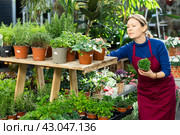 Florist woman worker swaps pots with spicy herbs. Стоковое фото, фотограф Яков Филимонов / Фотобанк Лори