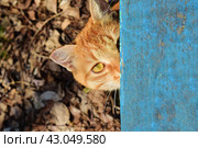 Подглядывающий рыжий котик. Стоковое фото, фотограф Людмила Ивашина / Фотобанк Лори