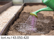 An elderly woman's hands are holding a watering can. The farmer waters the garden with solutions of potassium permanganate from diseases and pests before planting seedlings in the ground. Close-up. The concept of spring planting of vegetables and agriculture. Стоковое фото, фотограф Photojuli / Фотобанк Лори