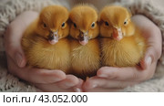 Three small yellow mulard ducks in the hands. Poultry farm. Hatched from an egg. Стоковое AI-видео, аниматор Ирина Михайличенко / Фотобанк Лори