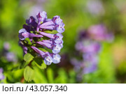Purple wild flower, macro photo. Corydalis solida, fumewort or bird-in-a-bush. Стоковое фото, фотограф EugeneSergeev / Фотобанк Лори