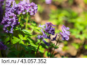 Purple wild flowers, macro photo. Corydalis solida, fumewort or bird-in-a-bush. Стоковое фото, фотограф EugeneSergeev / Фотобанк Лори