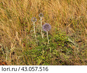 Южный Урал, цветущий мордовник обыкновенный (Echinops ritro) в горах. Southern Urals, blooming southern globethistle (Echinops ritro) in the mountains. Стоковое фото, фотограф Евгений Романов / Фотобанк Лори