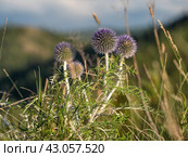 Южный Урал, цветущий мордовник обыкновенный (Echinops ritro) в горах. Southern Urals, blooming southern globethistle (Echinops ritro) in the mountains. Стоковое фото, фотограф Евгений Романов / Фотобанк Лори