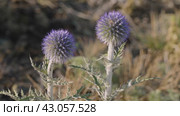 Южный Урал, цветущий мордовник обыкновенный (Echinops ritro) в горах. Southern Urals, blooming southern globethistle (Echinops ritro) in the mountains. Стоковое видео, видеограф Евгений Романов / Фотобанк Лори