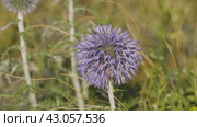 Южный Урал, цветущий мордовник обыкновенный (Echinops ritro) в горах. Southern Urals, blooming southern globethistle (Echinops ritro) in the mountains. Стоковое видео, видеограф Евгений Романов / Фотобанк Лори