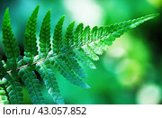 Лист папоротника (лат. Polypodiophyta) крупным планом на размытом зеленом фоне .   Fern leaves on a green background (lat. Polypodiophyta). Стоковое фото, фотограф Лариса Гордеева / Фотобанк Лори