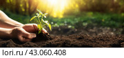 Hands planting a young seedling in fertile soil, illuminated by golden sunlight. Growth, care, and environmental stewardship. Tender act of nurturing a plant, fostering sustainability. Стоковое AI-изображение, AI-художник Igor Tichonow / Фотобанк Лори