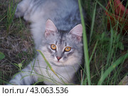 Котёнок серый дымчатый с большими желтыми глазами лежит в траве и смотрит прямо в камеру. Стоковое фото, фотограф Евгения Золкина / Фотобанк Лори