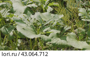 Южный Урал, белокопытник гладкий (Petasites radiatus) на берегу реки. Southern Urals, Petasites radiatus on the river bank. Стоковое видео, видеограф Евгений Романов / Фотобанк Лори