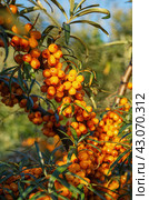 Средний Урал, плоды облепихи (Hippophae rhamnoides). The Middle Urals, sea buckthorn (Hippophae rhamnoides) fruits. Стоковое фото, фотограф Евгений Романов / Фотобанк Лори